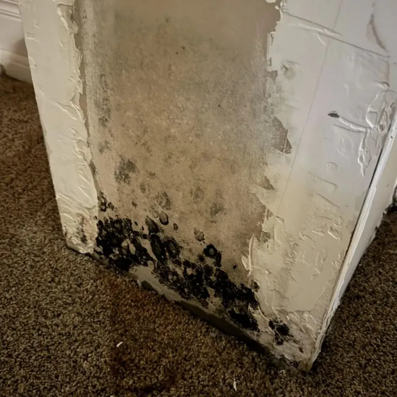 Professional Mold Removal in Bibb County, GA